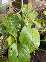 Epipremnum