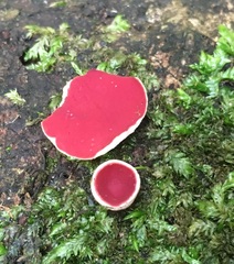 Phillipsia subpurpurea