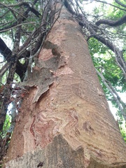Albizia niopoides