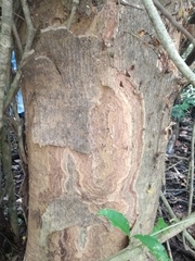 Albizia niopoides