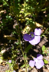 Lobelia tenuior