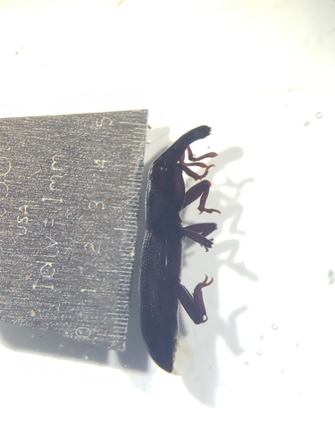 Oxydema fusiforme in life