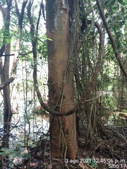 Albizia niopoides