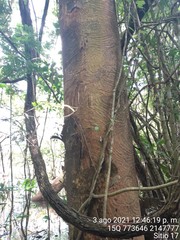 Albizia niopoides