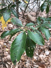 Mycosphaerella colorata