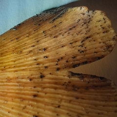 Bartheletia paradoxa