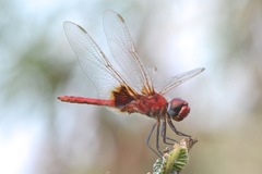 Urothemis assignata