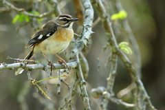Cercotrichas quadrivirgata