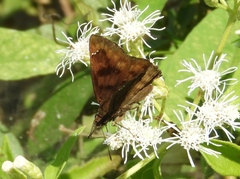 Nisoniades rubescens