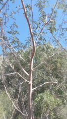 Prosopis pubescens