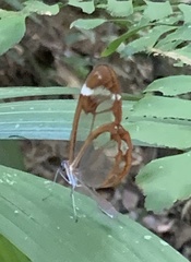 Greta morgane morgane