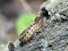 Caseyidae