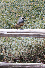 Callipepla californica