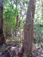 Albizia niopoides
