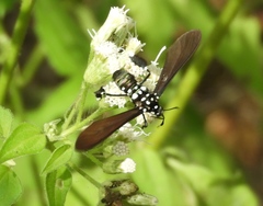Horama plumipes