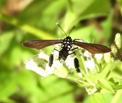 Horama plumipes