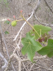 Jatropha nudicaulis