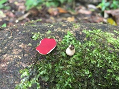 Phillipsia subpurpurea