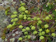 Chamaesciadium acaule