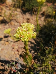 Crassula flava