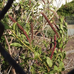 Phytolacca heterotepala