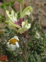 Pedicularis sibthorpii