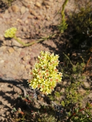 Crassula flava