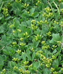 Sibbaldia parviflora