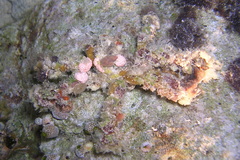 Camposcia retusa