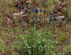 Nepeta betonicifolia