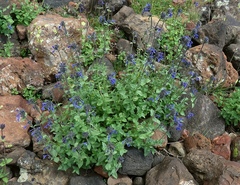 Nepeta betonicifolia