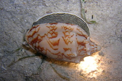 Cymbiola vespertilio