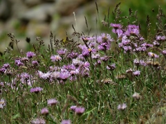 Erigeron caucasicus venustus