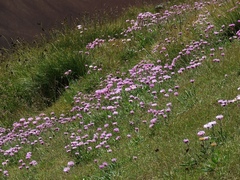 Erigeron caucasicus venustus