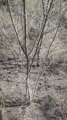 Prosopis pubescens