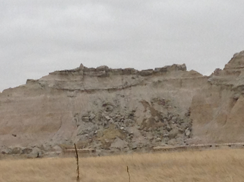Bobcat photographed in South Dakota
