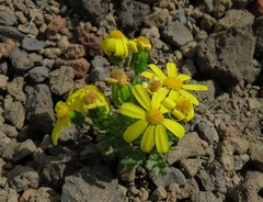 Senecio leucanthemifolius caucasicus