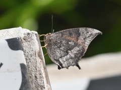 Anaea aidea
