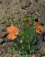 Papaver fugax