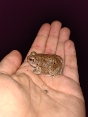 Pleurodema nebulosum