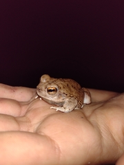 Pleurodema nebulosum