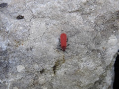 Lopheros rubens