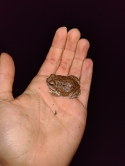 Pleurodema nebulosum