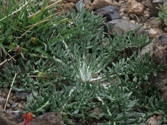 Jurinea moschus pinnatisecta