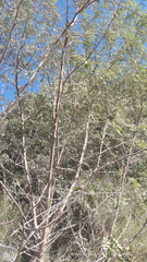 Prosopis pubescens