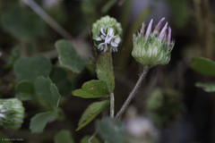 Trifolium microdon