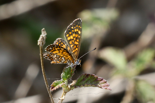 Elada Checkerspot photo 4