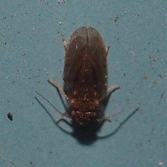 Ectopsocopsis cryptomeriae