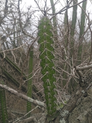 Praecereus euchlorus diffusus