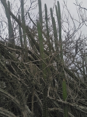 Praecereus euchlorus diffusus